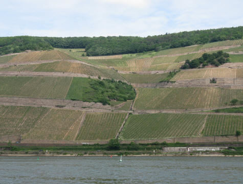 Vineyards on the Rhine River